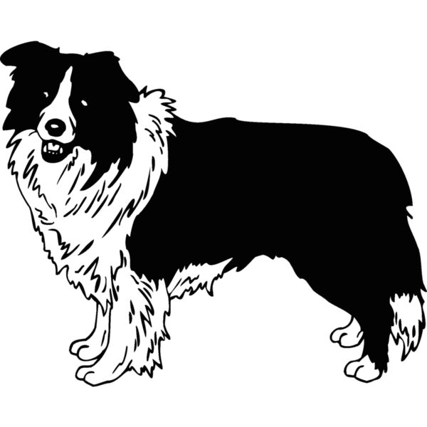 border collie Thumbnail